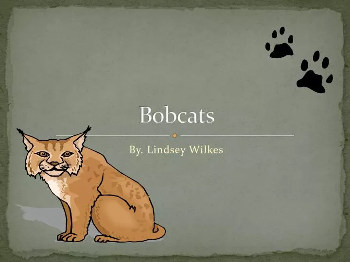 bobcats