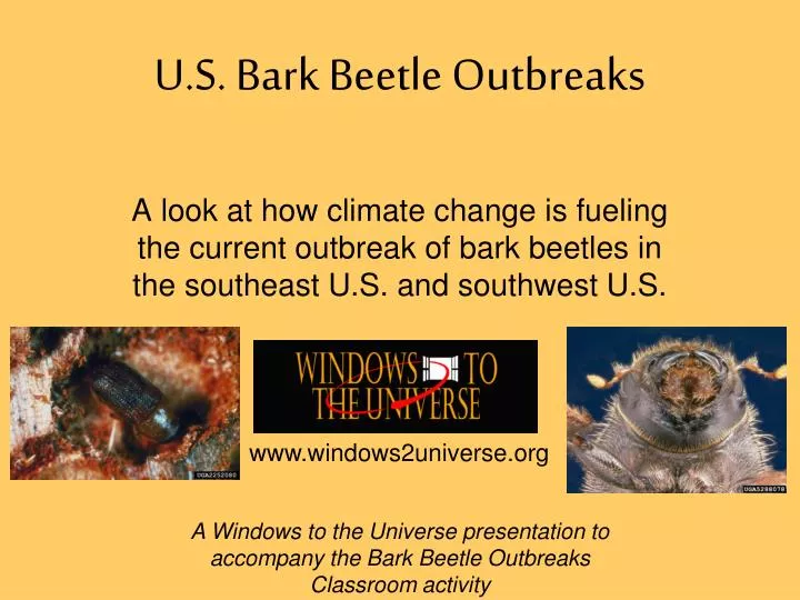 u s bark beetle outbreaks