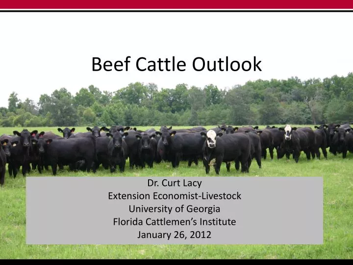 beef cattle outlook