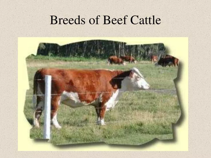 Ppt Breeds Of Beef Cattle Powerpoint Presentation Free Download Id 2776371
