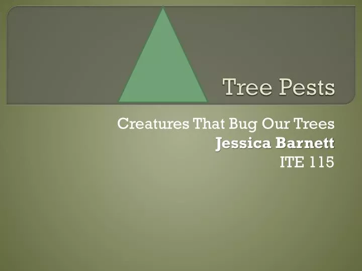 tree pests