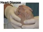 Heart Disease - slide 1