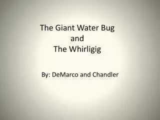 The Giant Water Bug and The Whirligig
