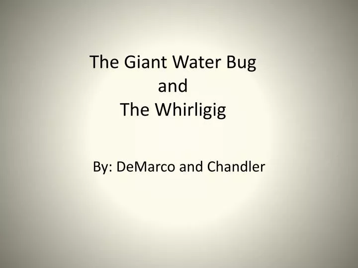 the giant water bug and the whirligig