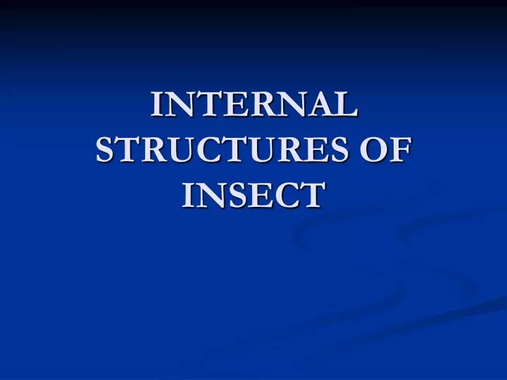 internal structures of insect