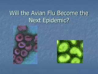 Will the Avian Flu Become the Next Epidemic?