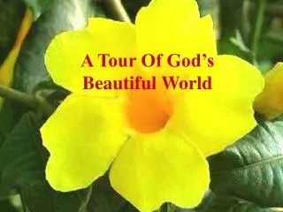 A Tour Of God’s Beautiful World
