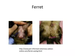 Ferret