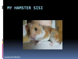 MY HAMSTER SISI