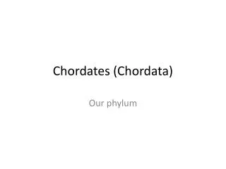 Chordates (Chordata)