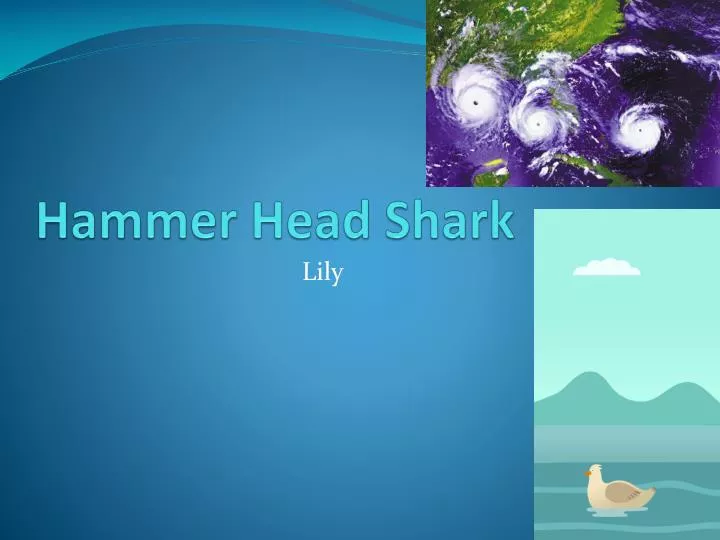 hammer head shark