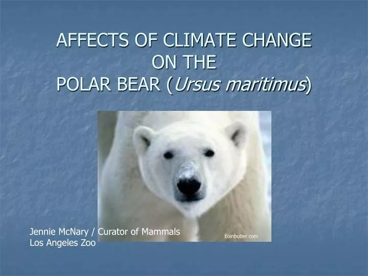 affects of climate change on the polar bear ursus maritimus