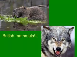 British mammals!!!