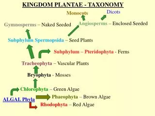 KINGDOM PLANTAE - TAXONOMY