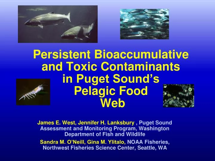 persistent bioaccumulative and toxic contaminants in puget sound s pelagic food web