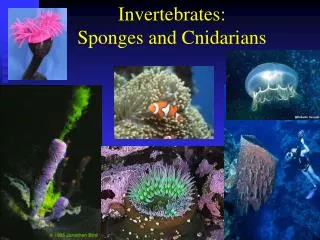Invertebrates: Sponges and Cnidarians