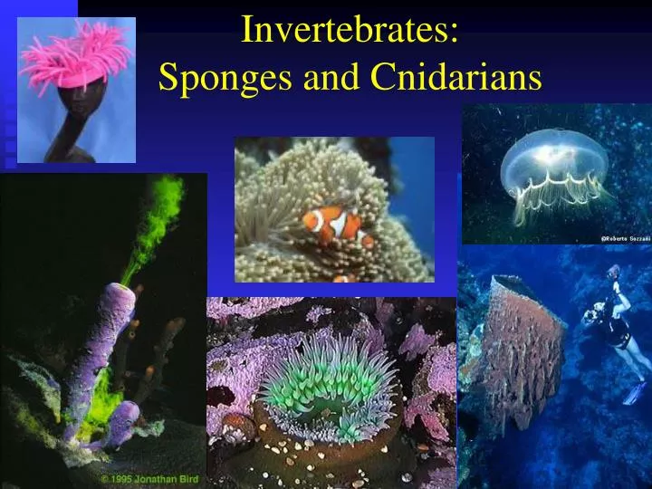 invertebrates sponges and cnidarians