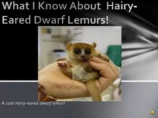 What I Know About Hairy- Eared D warf L emurs!