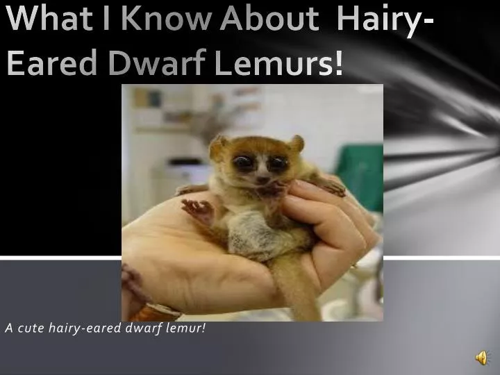 what i know about hairy eared d warf l emurs