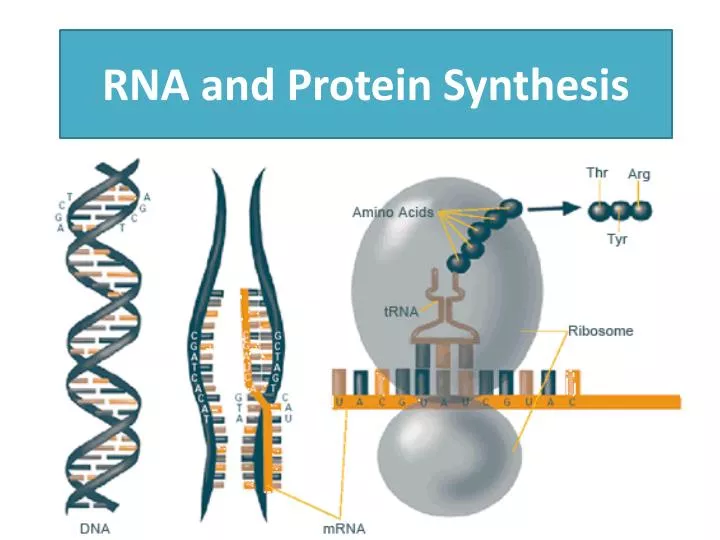 rna and protein synthesis