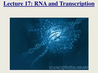 Lecture 17: RNA and Transcription