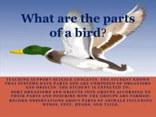 What are the parts of a bird ?