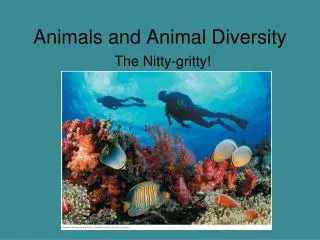 Animals and Animal Diversity