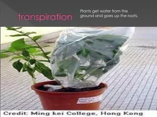 transpiration