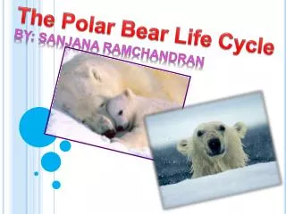 The Polar Bear Life Cycle