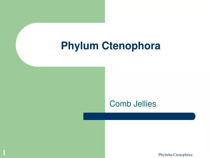 phylum ctenophora