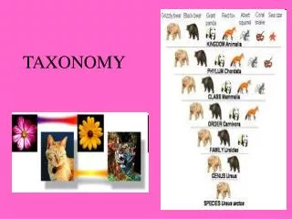 TAXONOMY