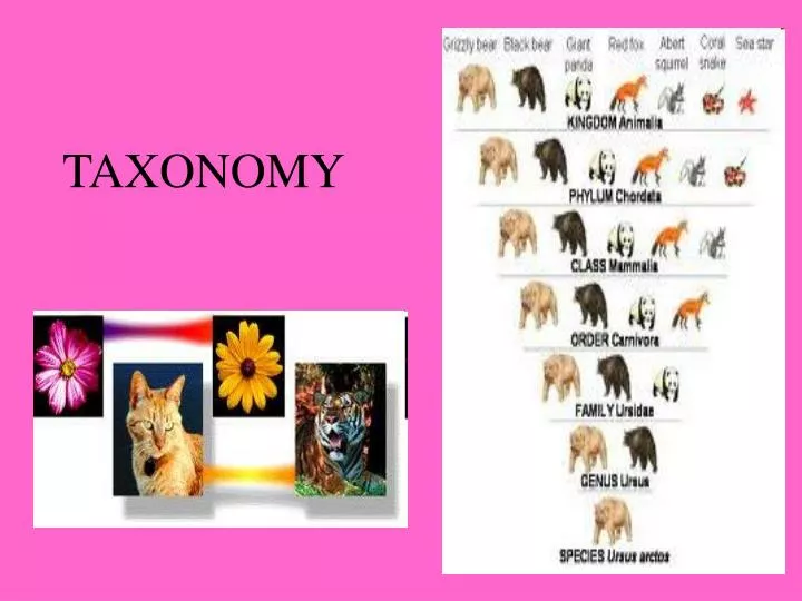 taxonomy