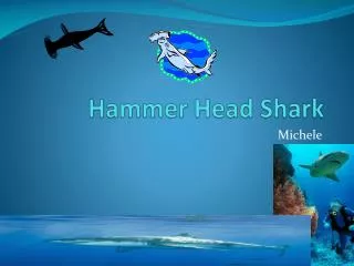 Hammer Head Shark