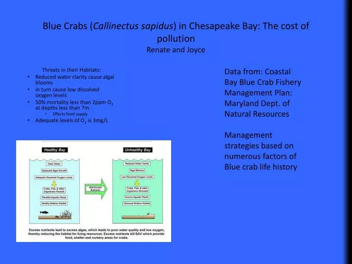blue crabs callinectus sapidus in chesapeake bay the cost of pollution renate and joyce