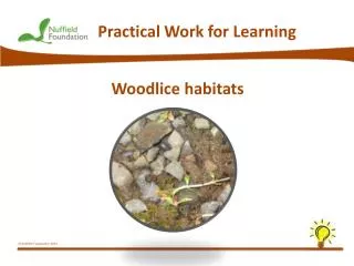 Woodlice habitats
