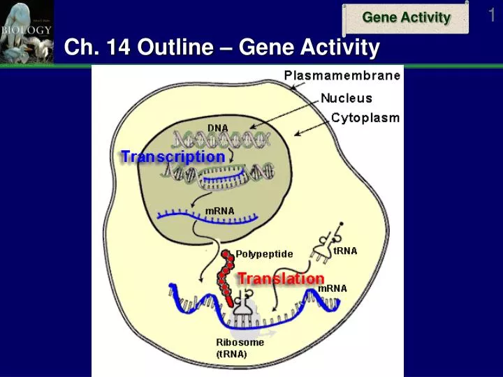 ch 14 outline gene activity