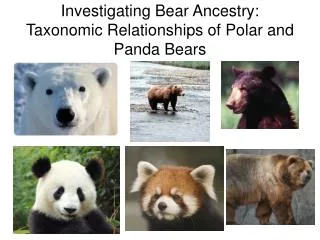 Investigating Bear Ancestry: Taxonomic Relationships of Polar and Panda Bears