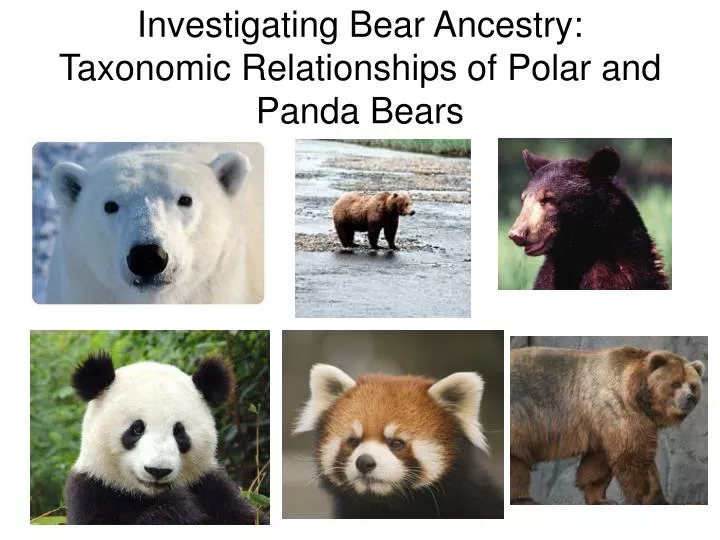 investigating bear ancestry taxonomic relationships of polar and panda bears