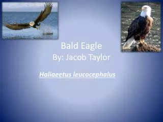 Bald Eagle By: Jacob Taylor
