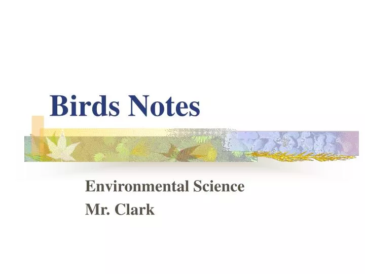 birds notes
