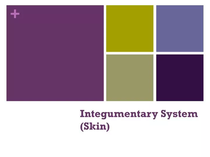 integumentary system skin