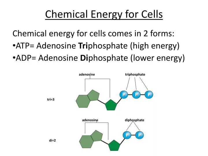 chemical energy for cells