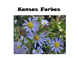 Kansas Forbes