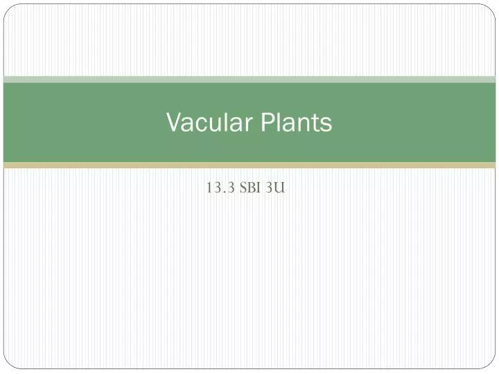 vacular plants
