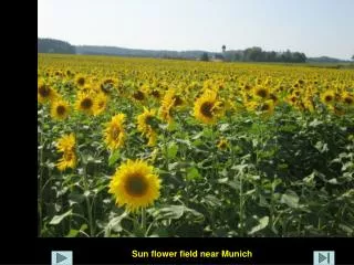 Sun flower field near Munich