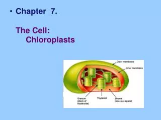 Chapter 7. The Cell: 	Chloroplasts