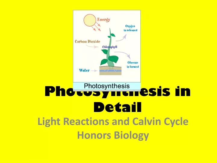 photosynthesis i n detail