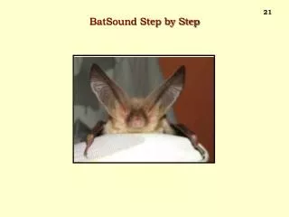 BatSound Step by Step