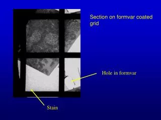 Section on formvar coated grid