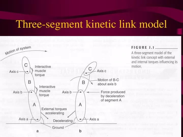three segment kinetic link model